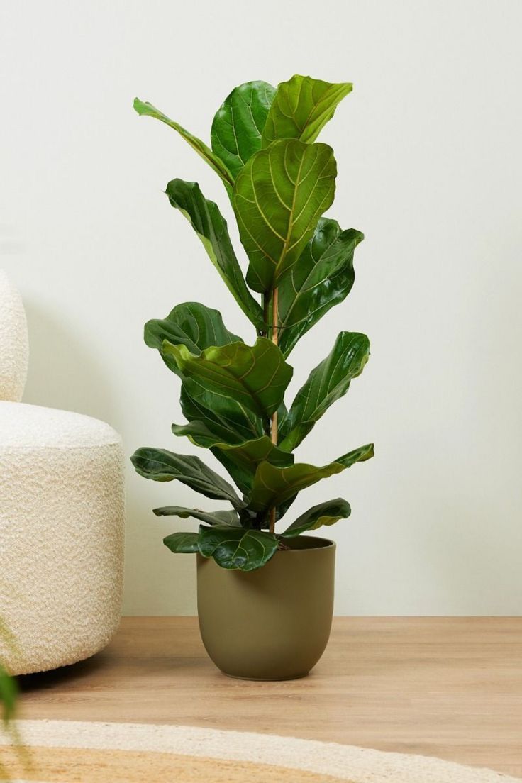Ficus Lyrata Bambino - Live Indoor Plant
