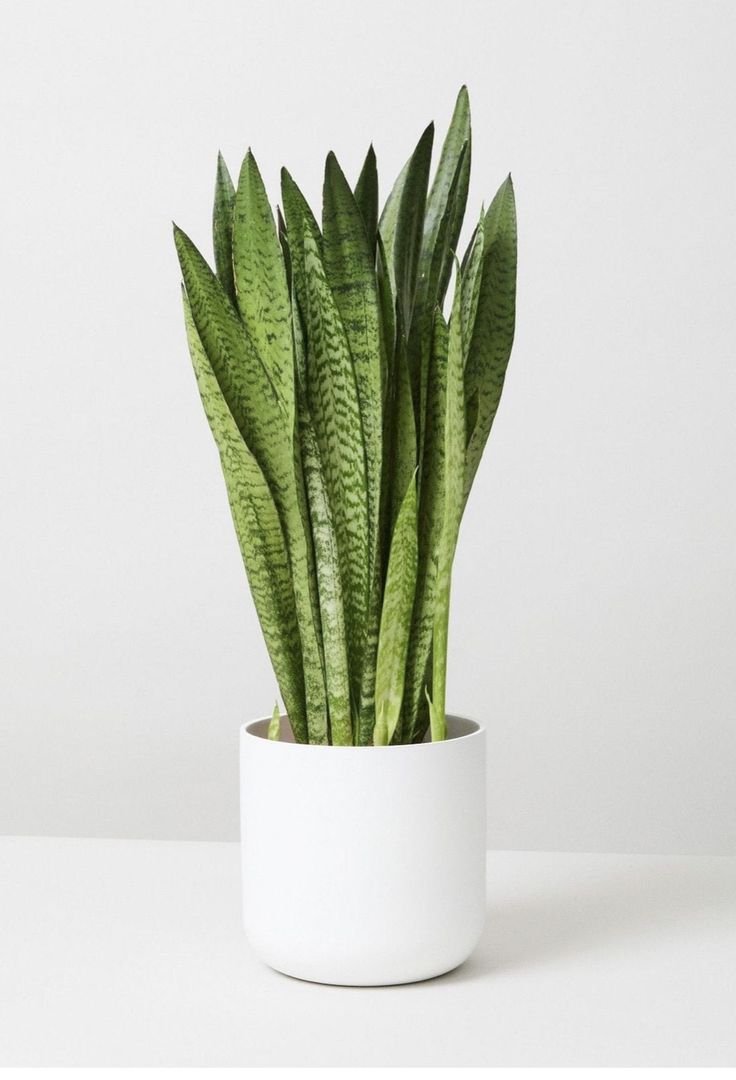 Sansevieria Zeylanica - XL