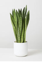 Sansevieria Zeylanica - XL