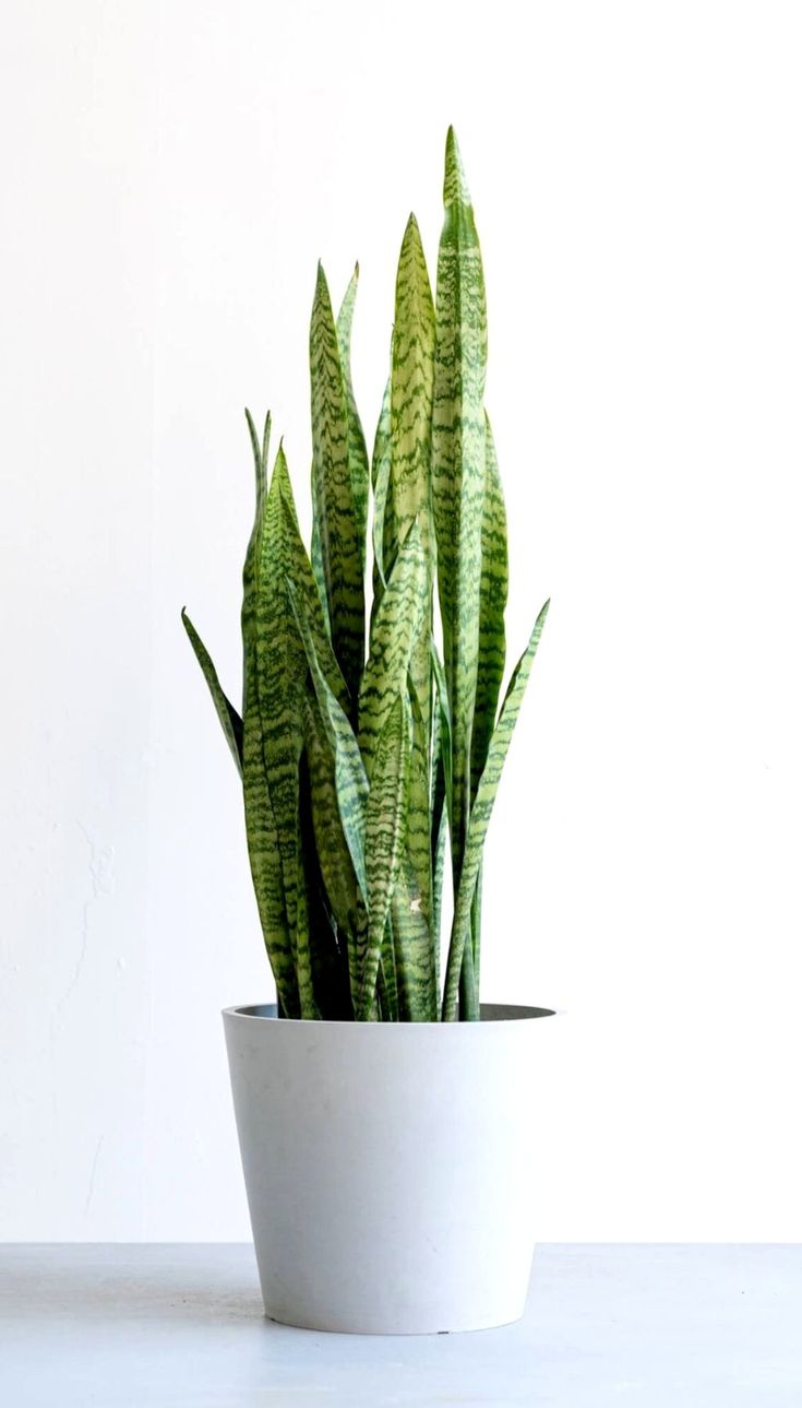 Sansevieria Zeylanica - XL
