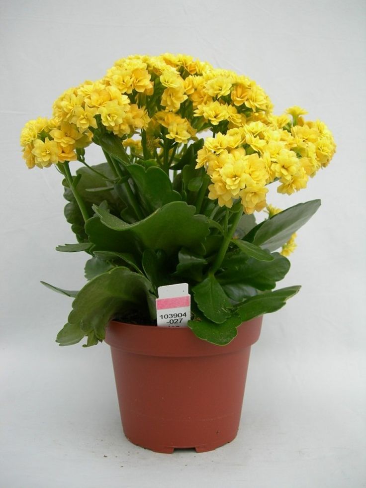 Kalanchoe Plant - Yellow Plant