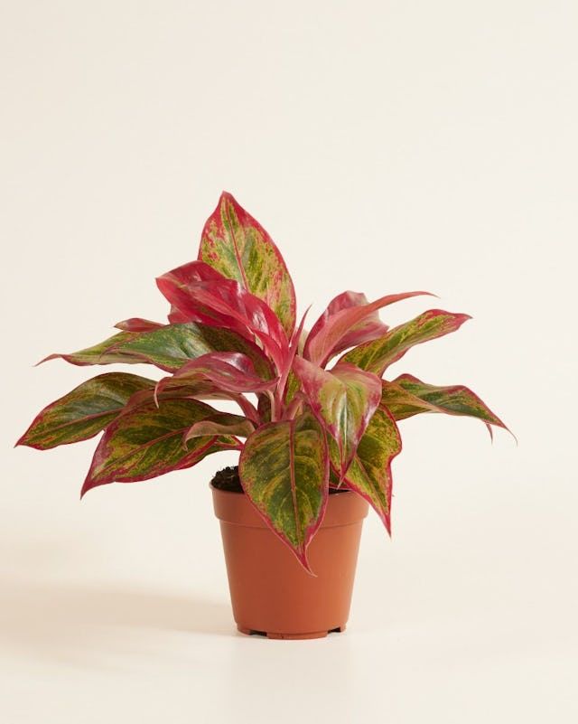 Aglaonema Red Plant