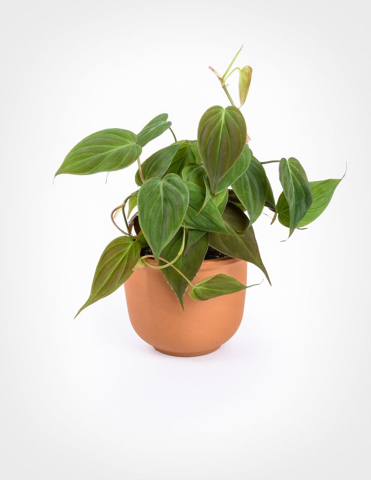 Philodendron Micans Plant