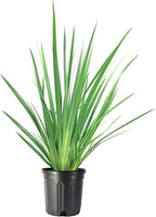 Lemon Grass | Evergreen perennial herb | Pack of 1
