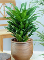 Dracaena Compacta Plant | Indoor Ornamental Plant | 1 Live Plant