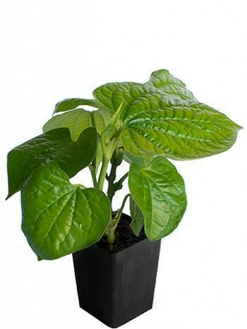 Betel Leaf (Magai Paan) Plant |  Medicinal And Aromatic Plant | Pack of 1
