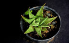 Aloe Vera Star Plant | Succulent Plant | Indoor Plant | 1 Live Plant