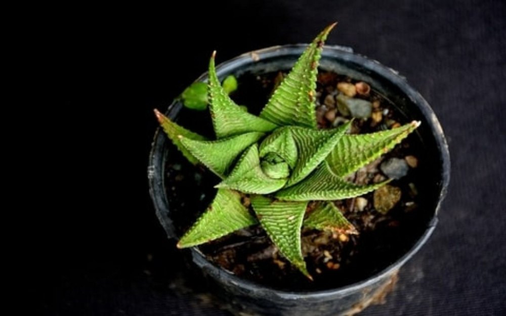 Aloe Vera Star Plant | Succulent Plant | Indoor Plant | 1 Live Plant