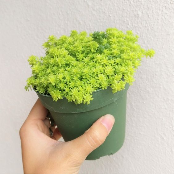 Yellow Green Sedum | Succulent Plant | Low maintenance Plant | Indoor Plant | Pack Of 1