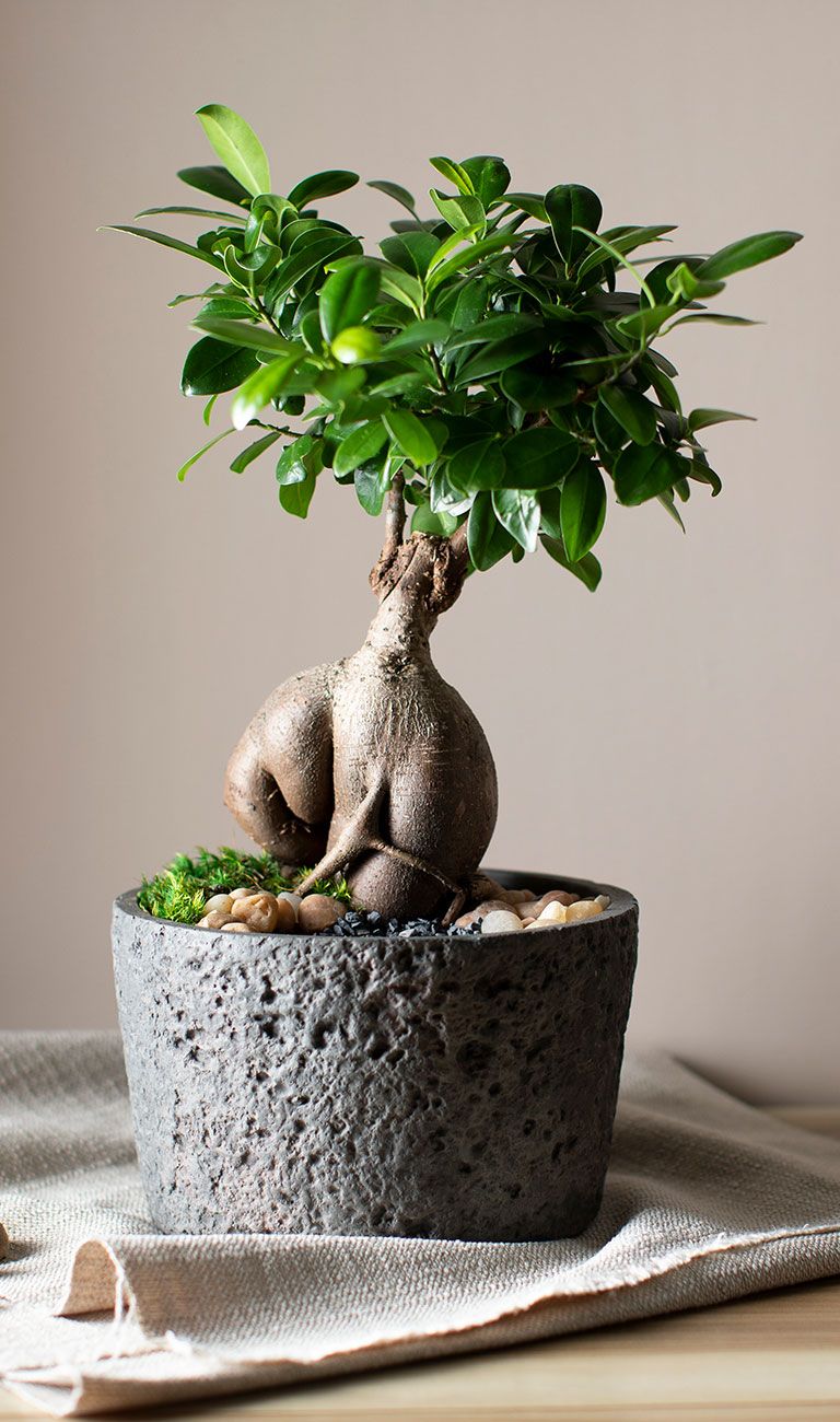 Ficus Bonsai Plant | Bonsai Plant | Indoor Plant | Pack of 1