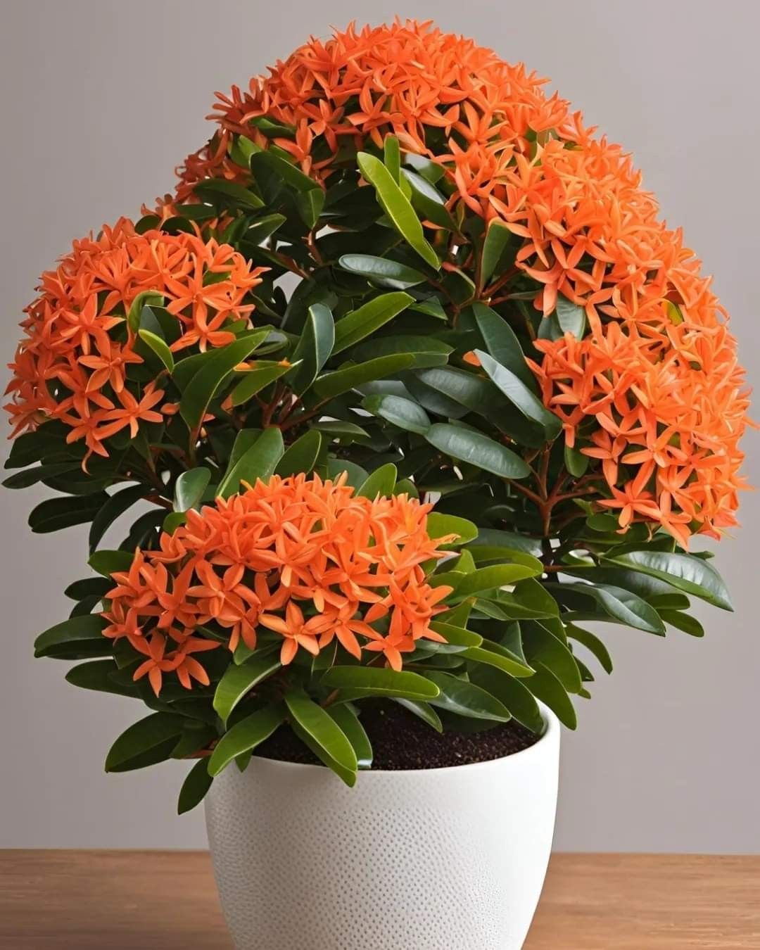Ixora (Rugmini) Plant - Orange | Flowering Plant |  1 Live Plant