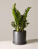ZZ Plant | Zamioculcas zamiifolia | Fortune Plant| Indoor Plant | Pack Of 1