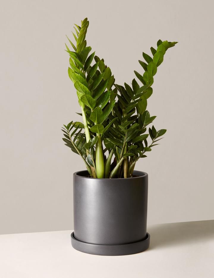 ZZ Plant | Zamioculcas zamiifolia | Fortune Plant| Indoor Plant | Pack Of 1