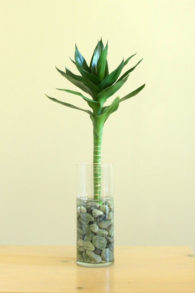 Lotus Bamboo Plant 3 sticks | Indoor Plant | Pack Of 1