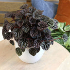 Peperomia Black Plant | Ornamental Plant | Plant For Homes And Office | Indoor Plant | Pack Of 1 | Small