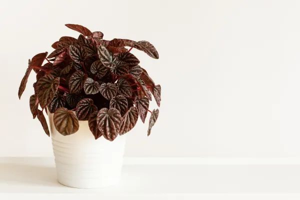 Peperomia Black Plant | Ornamental Plant | Plant For Homes And Office | Indoor Plant | Pack Of 1 | Small