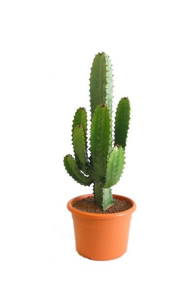 Cactus Plant - Elongated