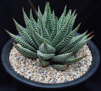 Haworthia Fasciata Plant | Succulent Plant | Indoor Plant | 1 Live Plant