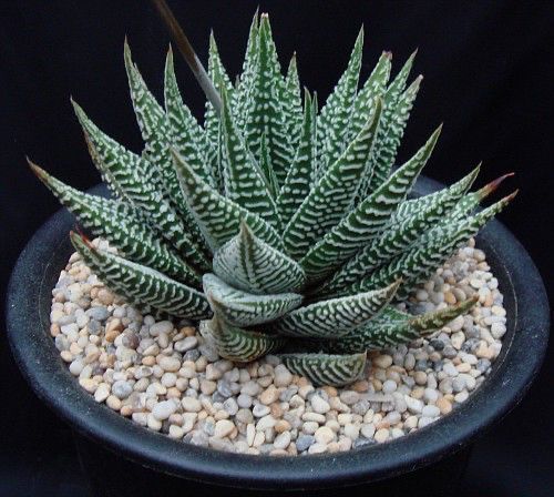 Haworthia Fasciata Plant | Succulent Plant | Indoor Plant | 1 Live Plant