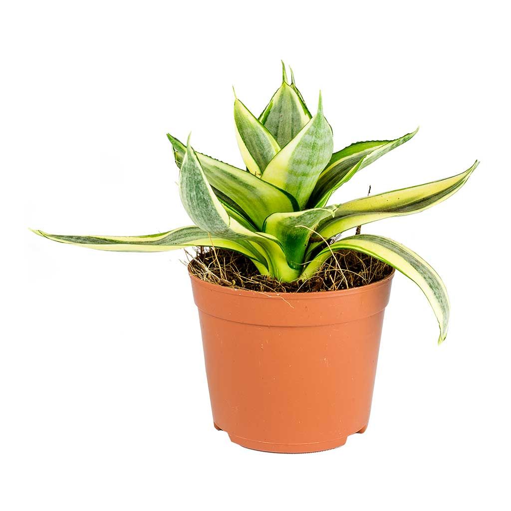 Snake Plant - Golden | Indoor Plant | Pack Of 1