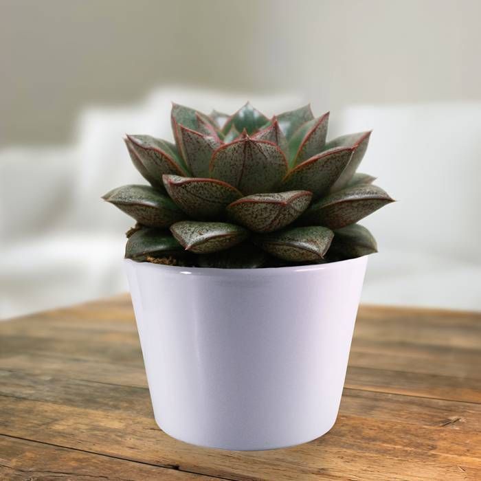 Echeveria Lotus Chinensis Plant | Succulent Plant | Indoor Plant