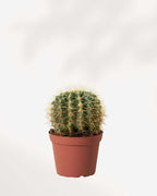 Barrel Cactus Plant | Indoor Plant | Pack Of 1