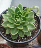 Echeveria Pegasus | Succulent Plant | Indoor Plant | 1 Live Plant