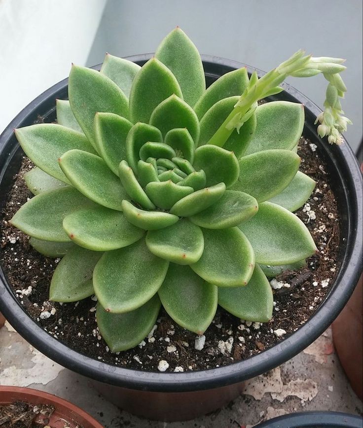 Echeveria Pegasus | Succulent Plant | Indoor Plant | 1 Live Plant