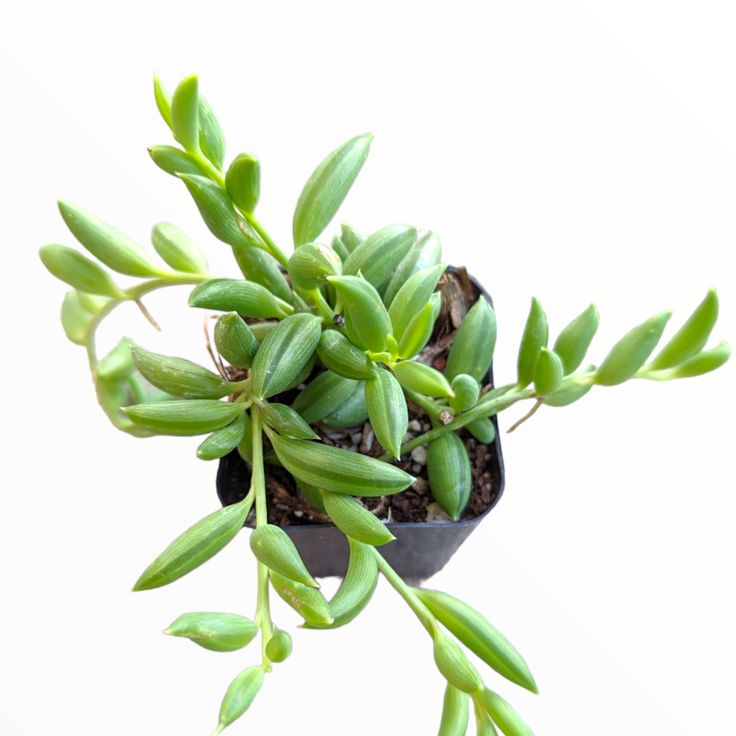 String of Banana Plant |  Indoor Plant | Hanging Plant | Pack of 1