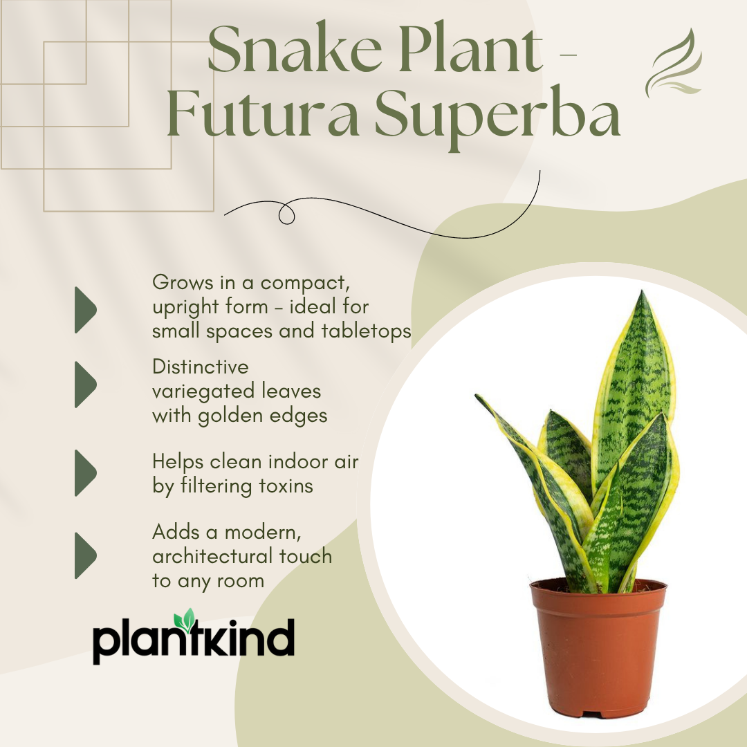 Snake Plant - Futura Superba | Air Purifying Plant | Indoor Plant | 1 Live Plant