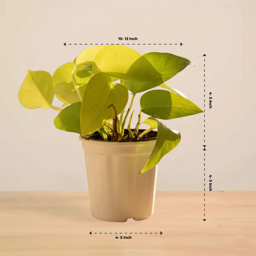 Golden Money Plant |Golden  Pothos|Indoor Plants | 1 Live Plant | Small