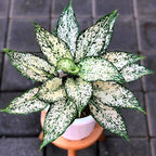 Aglonema Snow White| live Indoor Plant with Pot Pack of 1