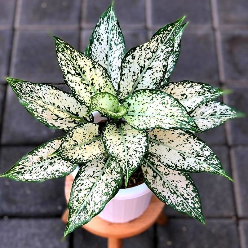 Aglonema Snow White| live Indoor Plant with Pot Pack of 1