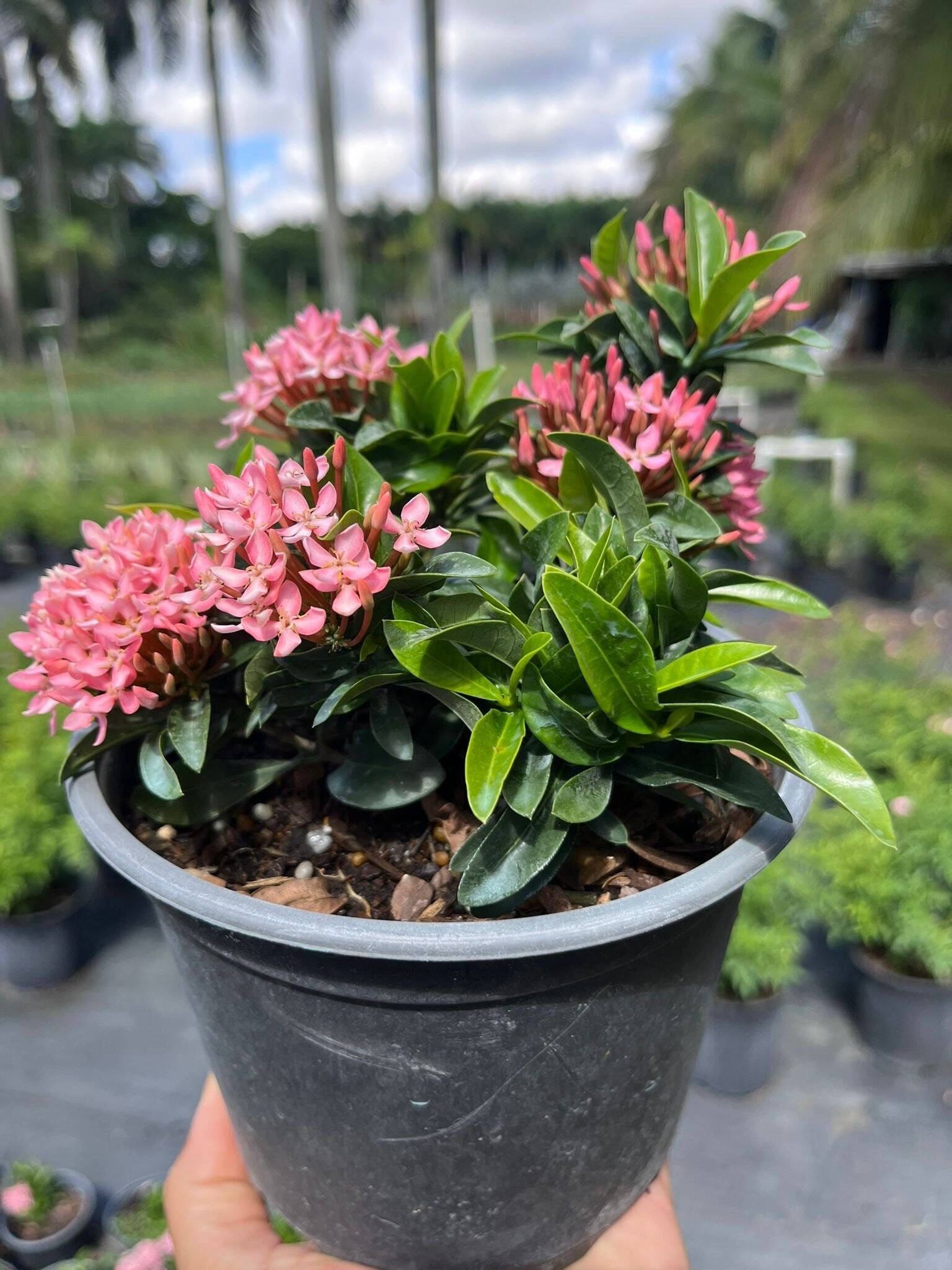 Ixora (Rugmini) Plant - Pink