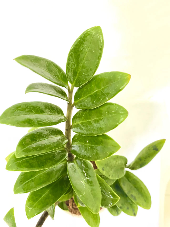 Zamia Plant| Natural Live Indoor Plant | Plant for Hall | Low Maintenance  Plant Pack Of 1