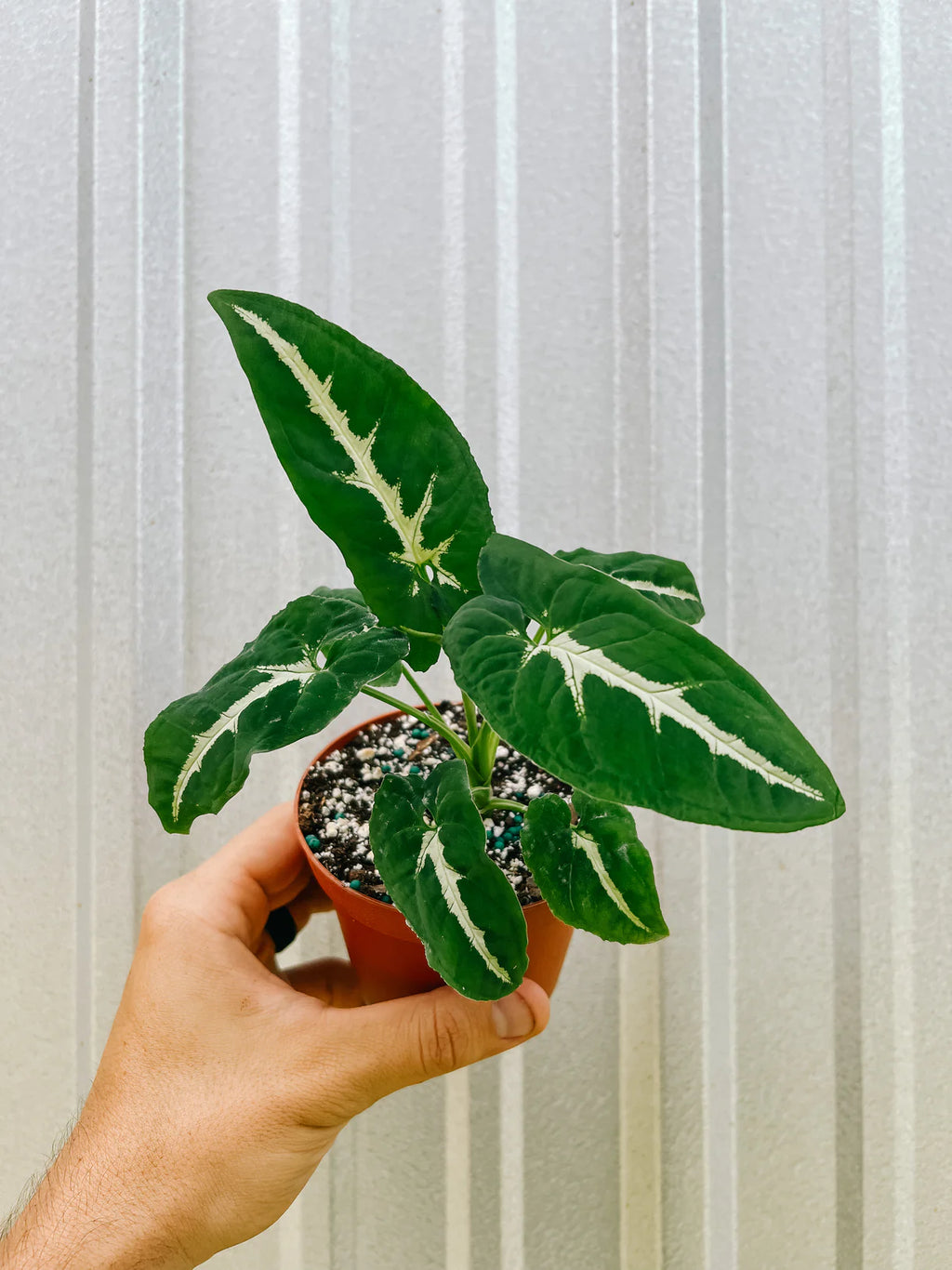 Syngonium Wendlandii| Indoor |outdoor Plants Pack of 1