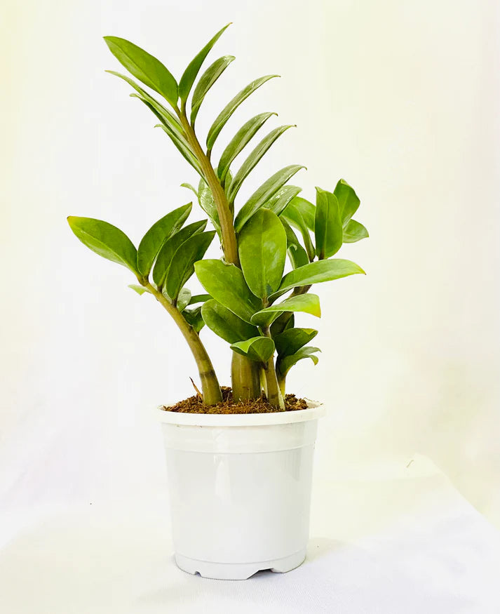 Zamia Plant| Natural Live Indoor Plant | Plant for Hall | Low Maintenance  Plant Pack Of 1