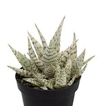 Aloe Blizzard Plant | Succulent Plant | Indoor Plant | 1 Live Plant