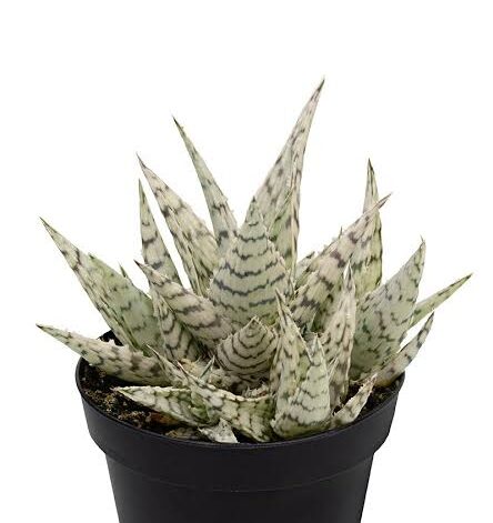 Aloe Blizzard Plant | Succulent Plant | Indoor Plant | 1 Live Plant