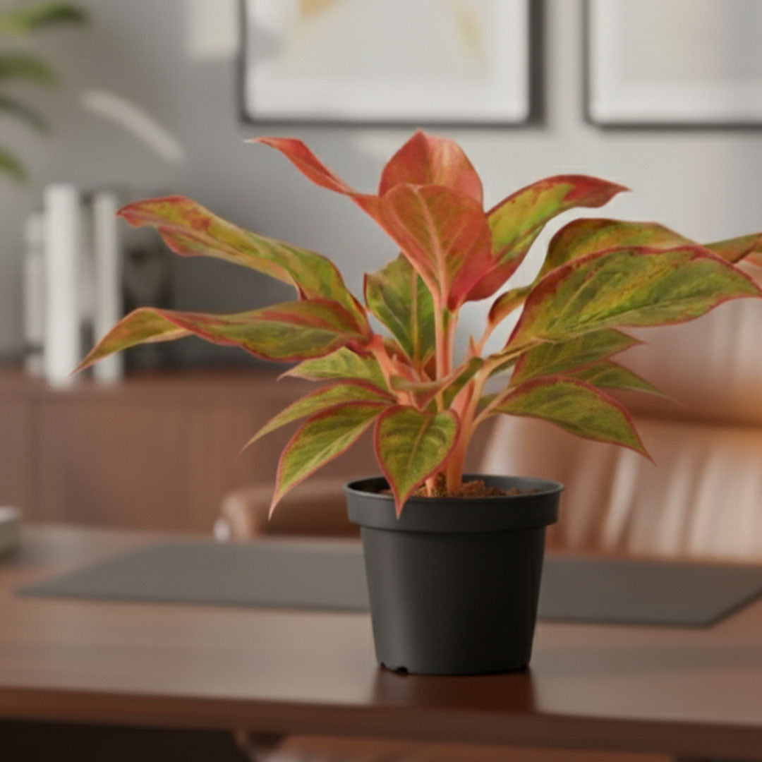 Aglaonema Lipstick Plant| Indoor Plants| 1 Live Plant