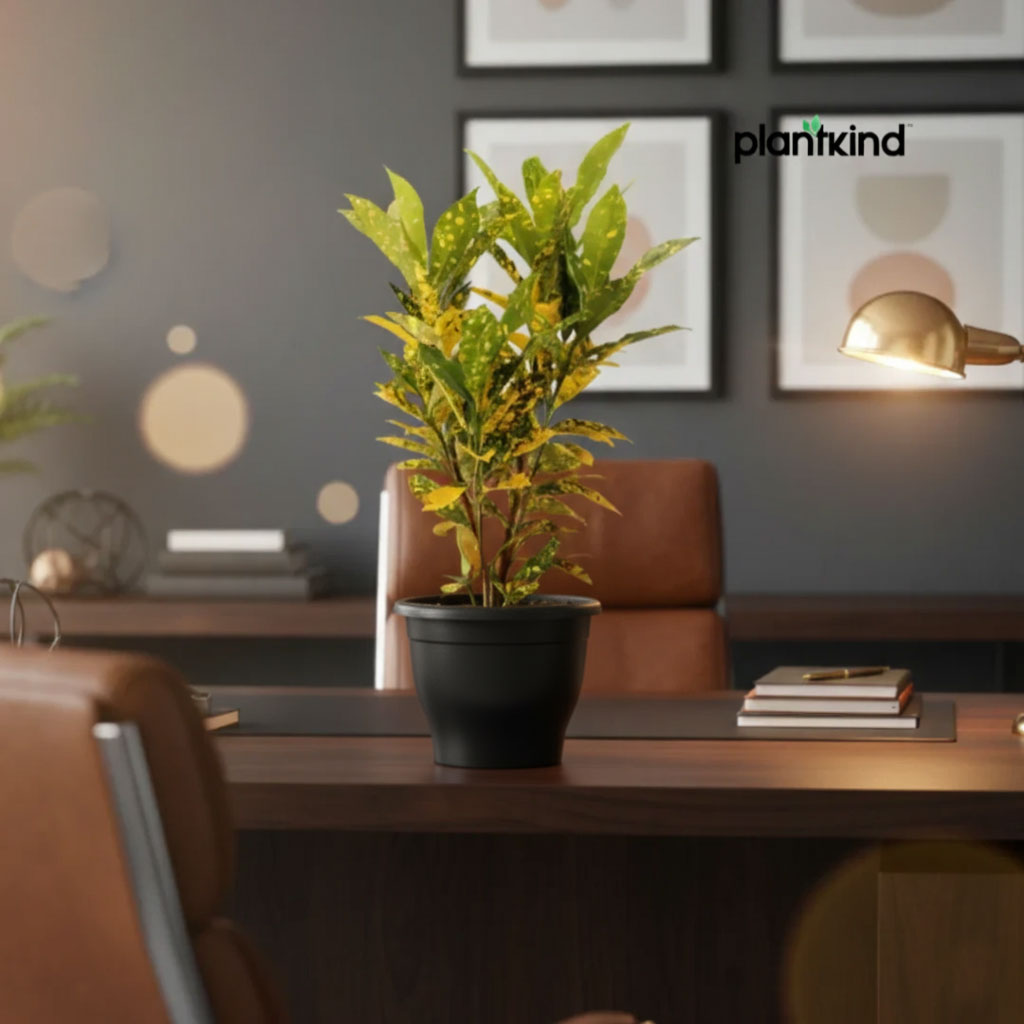 Croton Codiaeum Variegatum Plant |Ornamental Plant| Indoor Plant | Outdoor Plant| 1 Live Plant