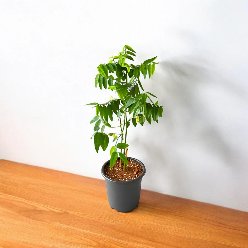 Multivitamin Plant | Medicinal And Aromatic Plant | Immunity Booster | 1 Live Plant