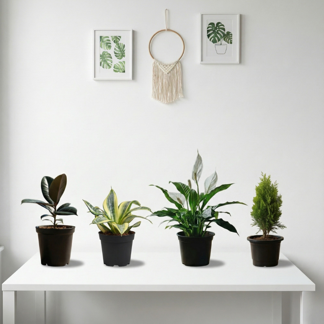 Nature’s Balance Combo | Indoor Plant | Combo of 4