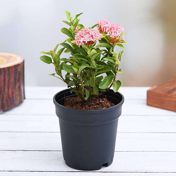 Ixora (Rugmini) Plant - Pink