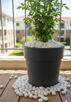 Plantkind Pebbles White 1 kg | Gardening  Decoratives | Pack of 1