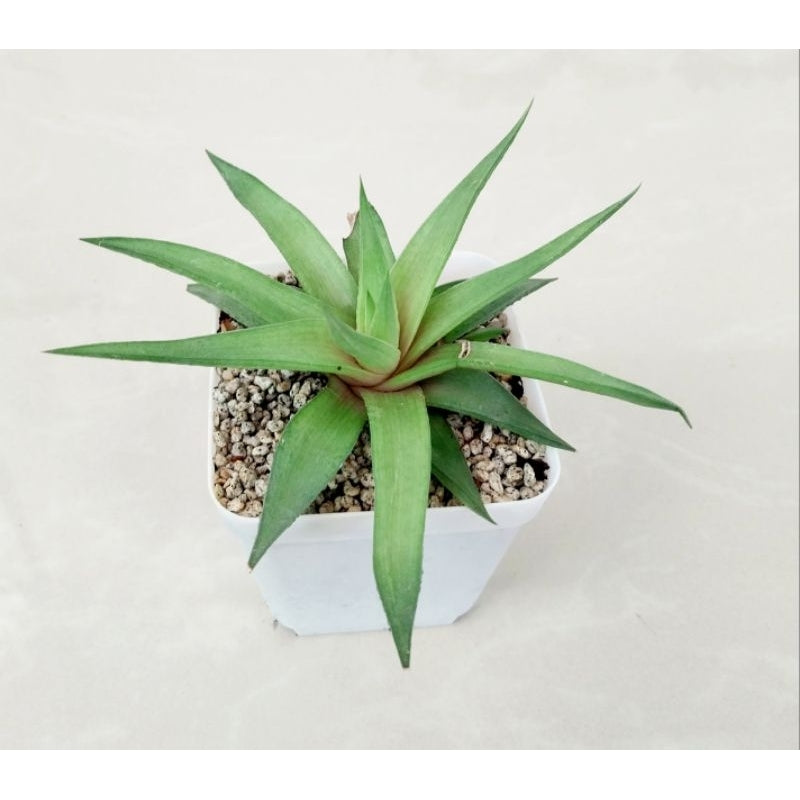 Haworthia Limifolia var. Ubomboensis | Succulent Plants | Indoor Plants | 1 Live Plant