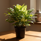Aglaonema 'Miss Juliette' Plant | Indoor Plant | 1 Live Plant with Grow Pot