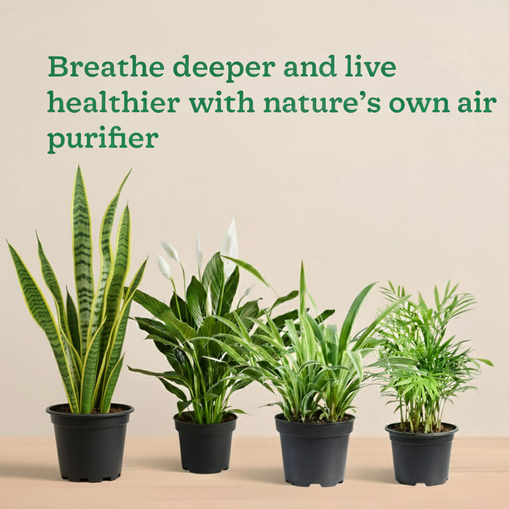 Lush Living Plant Combo |Perfect for Home Corners | Pack Of 4 With Pots| Medium