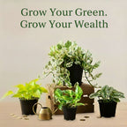 Green Wealth Combo | Money Plant Special |Pack of 4 | Small