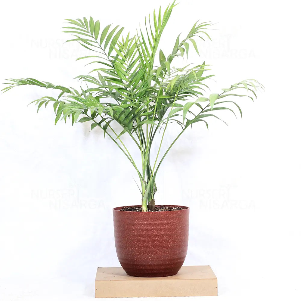 Chamaedorea Elegans|Air Purifier Plant |Indoor |outdoor Plants Pack of 1